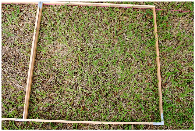 Planting Into the Grid, 2009 Row 2, Image 22, July 24, 2010