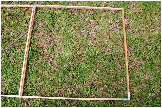 Planting Into the Grid, 2009 Row 2, Image 12, July 24, 2010