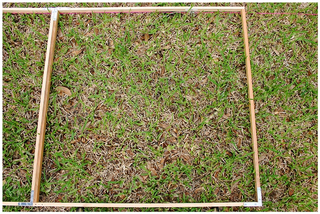 Planting Into the Grid, 2009 Row 2, Image 26, July 24, 2010