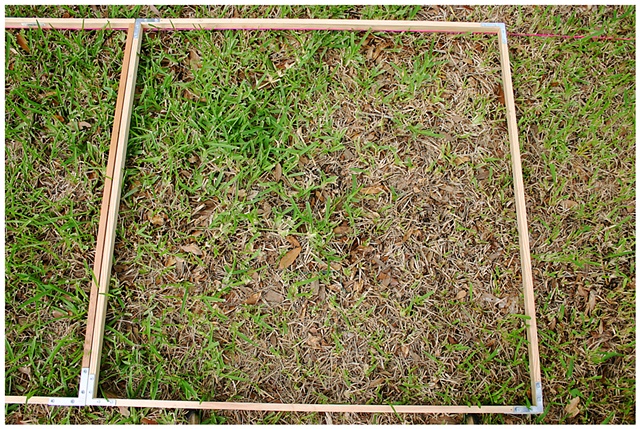 Planting Into the Grid, 2009 Row 2, Image 21, July 24, 2010