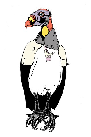 King vulture from Roger Williams zoo