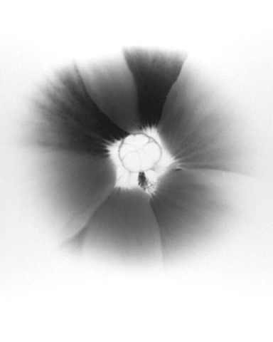 Okra Flower
(negative on paper)
1976