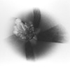 Cotton Flower
(negative on paper)
1976