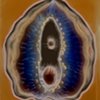 Tridacna (Giant Clam), view a
2016
zone plate photograph
archival pigment print
20"x13" 
from Lorenz Oken, "Allgemeine Naturgeschichte V. Zoologie" 1843