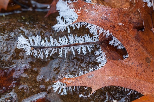 2012 Ice Catskill Mountain Winter Macro Photo