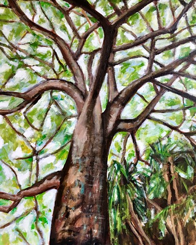 Magnificent tree photographed by the artist in Guanacaste, Costa Rica.