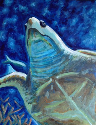 Sea Turtle, (New England Aquarium)