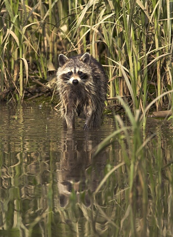 Raccoon in the marsh