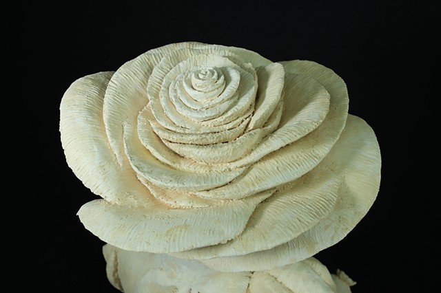 Virgin Rose (close up)