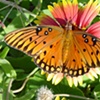 Summer Inspiration - Butterfly at Pea Island Visitor Center