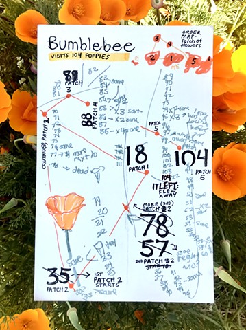 Bumblebee visits 104 flowers 