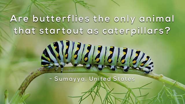 Are butterflies the only animals that start out as caterpillars?