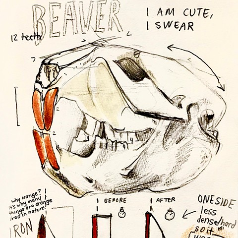 Beaver skull detail