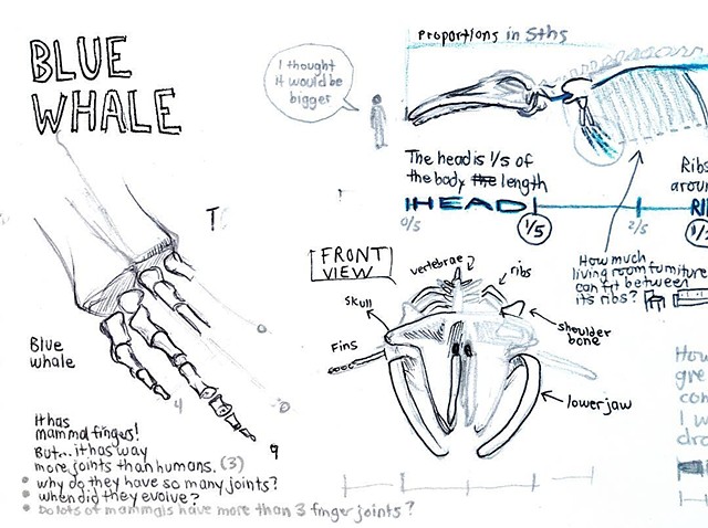Whale skeleton detail
