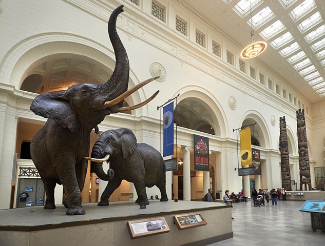 "Akeley's Fighting Bulls" exhibit
The Field Museum
Renovated October 2014