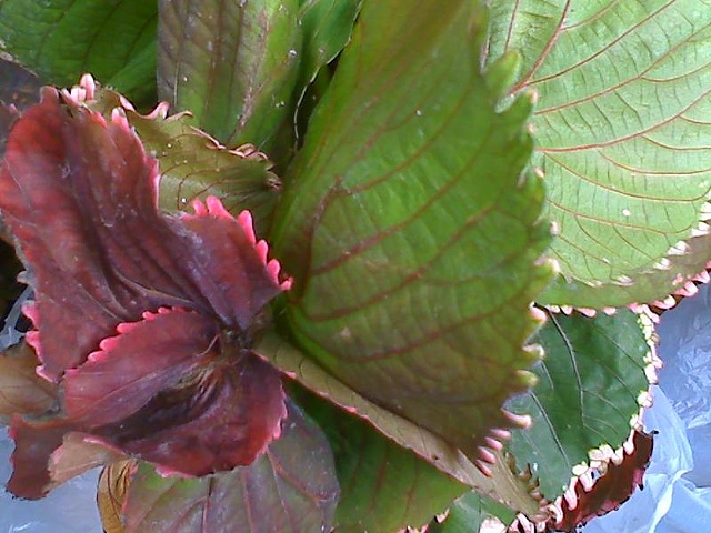 "Ruffled-Edge Plant, St Croix"