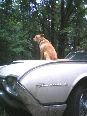 "Hood Ornament"