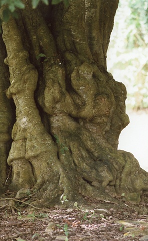 "At St Georges: Baobab Tree"