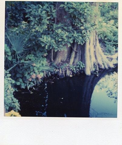 "Cypress"  (Time Zero Polaroid, not manipulated)