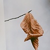 "Dancing Leaf"