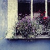 "Window, Flowers"   Charleston, SC