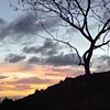 "Backyard Sunset, Wheel of Fortune"