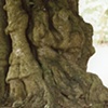 "At St Georges: Baobab Tree"