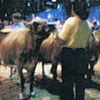 "The Judging"  NC State Fair