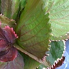 "Ruffled-Edge Plant, St Croix"