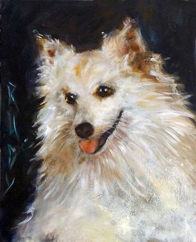 Dog Animal Portraits Dallas