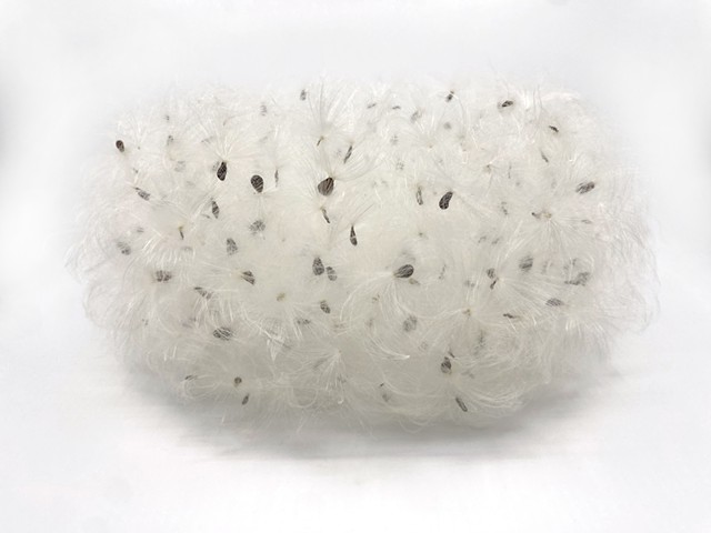 Species of Host Seed - side view