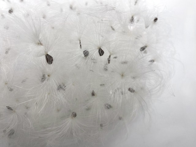 Species of Host Seed - detail