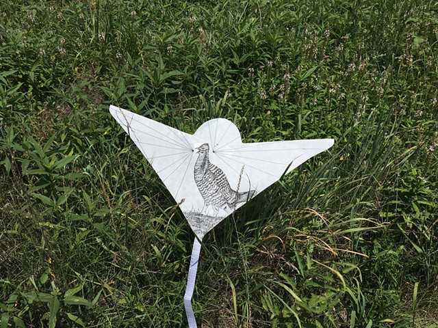 Prairie Chicken Kite - Matfield Green, Kansas