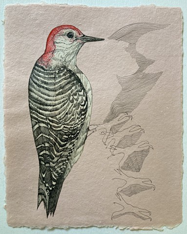 Listen to the Birds: Red-Bellied Woodpecker