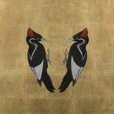 Still Life - Ivory-Billed Woodpecker