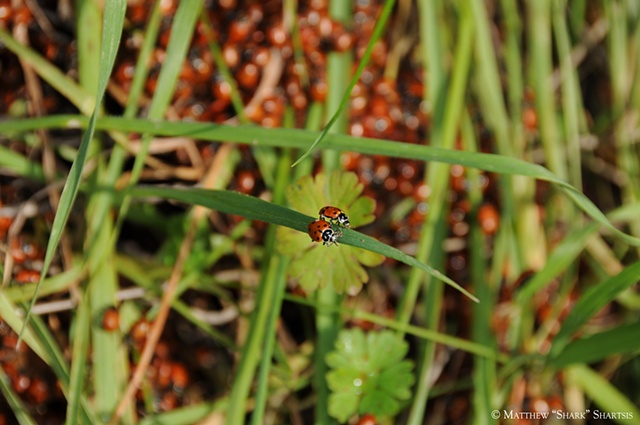 Lady Bugs