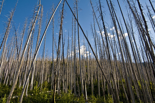 The Aspens