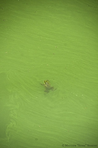 Floating Green
