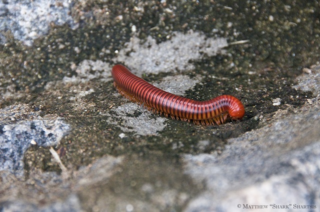 Red Centipede