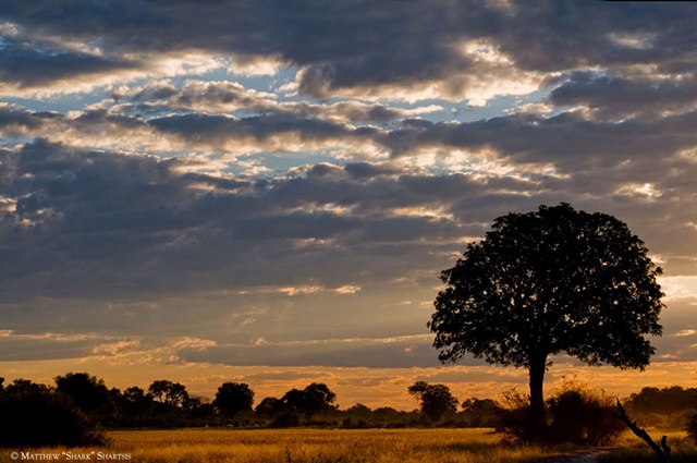 African Plain