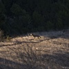 A Coyote In Tilden Regional Park