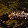 Zambezi River Croc