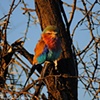 Lilac Roller - Africa