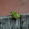A Frog on the Edge
