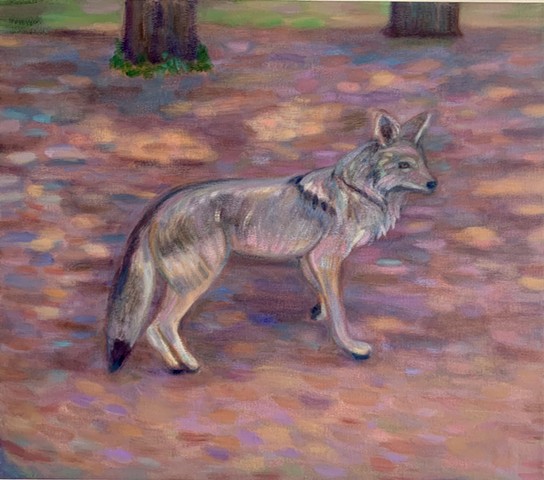 Oatmeal (Griffith Park Coyote)