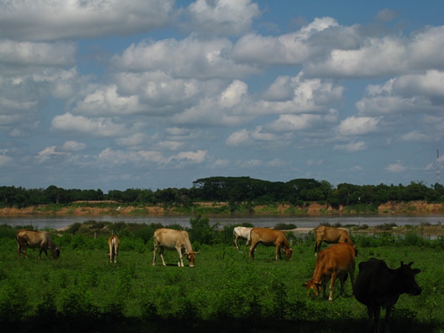 Vientienne, Laos, Mekong River Cows