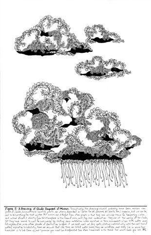 Figure 5: Various unidentified mosses