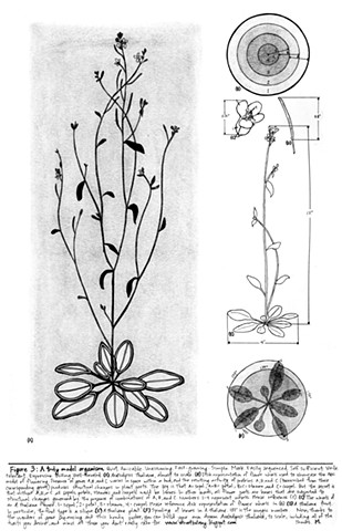 Figure 3: Arabidopsis thaliana