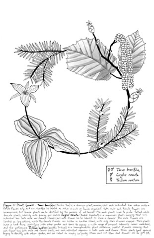 Figure 11: Taxus brevifolia, Coryllus cornuta and Trillium ovatum