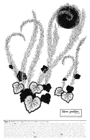 Figure 2: Tellima grandiflora